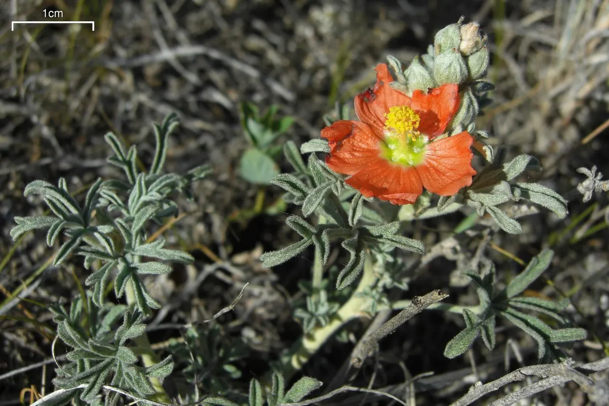 Apricot Mallow (Sphaeralcea Ambigua) — offering a prolonged display of allure.<br><br>Cultivation of Sphaeralcea ambigua requires well-drained, image 96