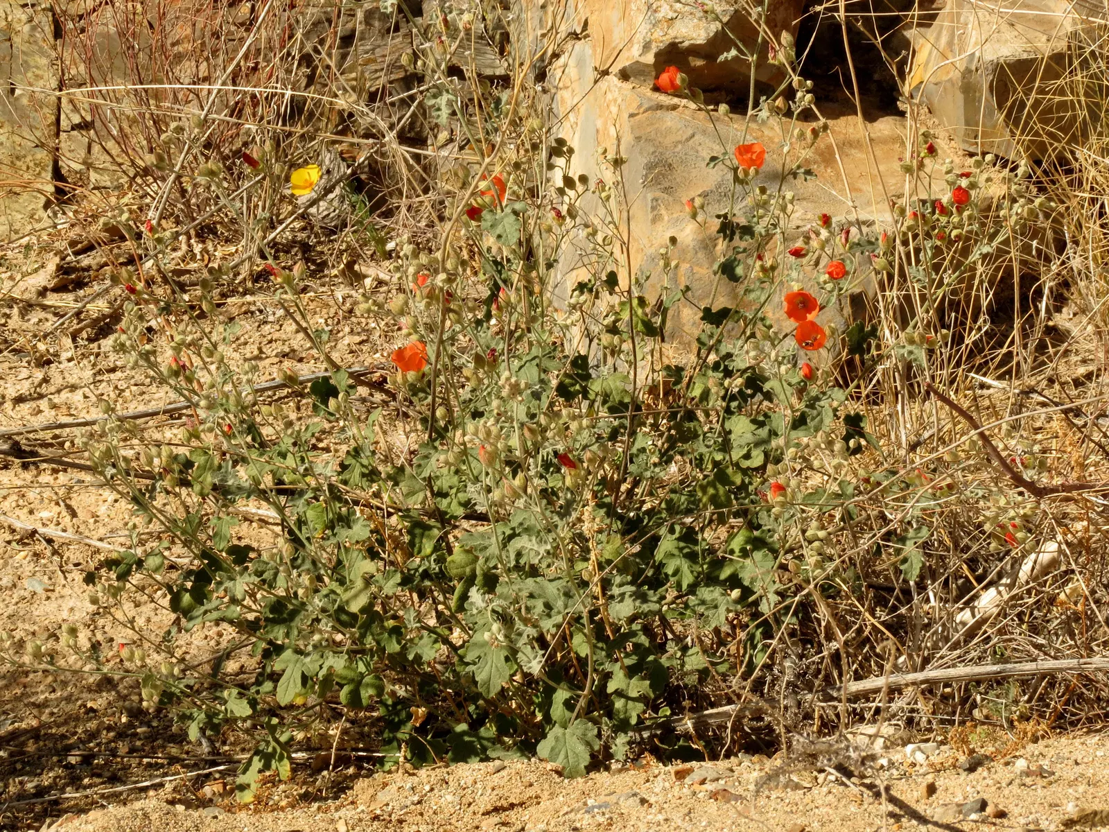 Apricot Mallow (Sphaeralcea Ambigua) — it thrives in USDA Hardiness Zones 6 through 10; offering a prolonged display of allure.<br><br>Cultivation of