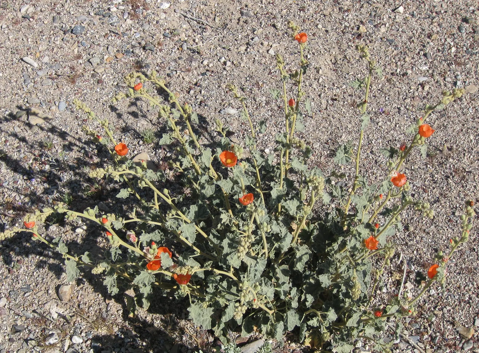 Apricot Mallow (Sphaeralcea Ambigua) — is an enchanting perennial native to the desert and chaparral regions of the Southwestern United States, image 89