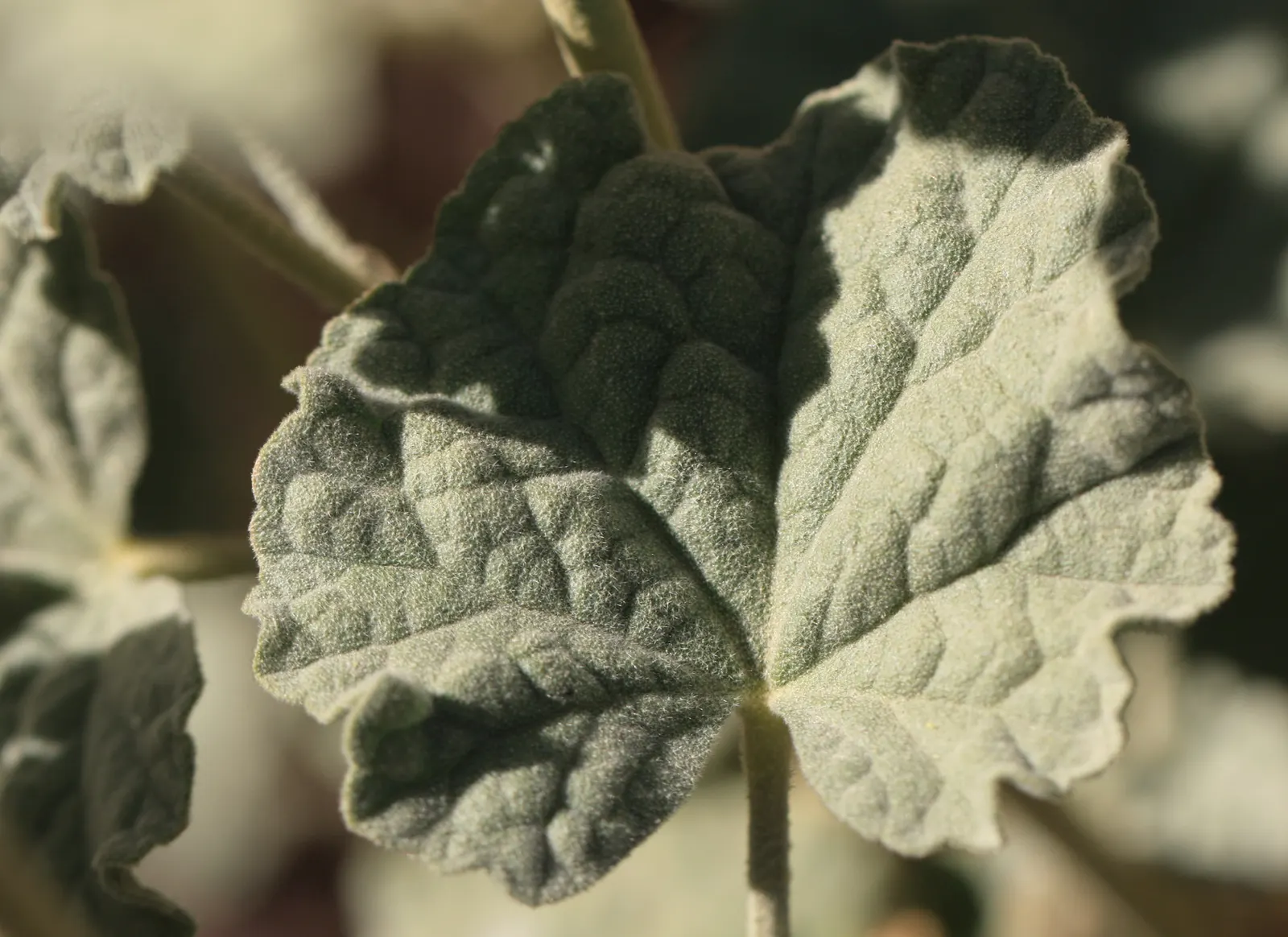 Apricot Mallow (Sphaeralcea Ambigua) — it thrives in USDA Hardiness Zones 6 through 10; offering a prolonged display of allure.<br><br>Cultivation, image 72