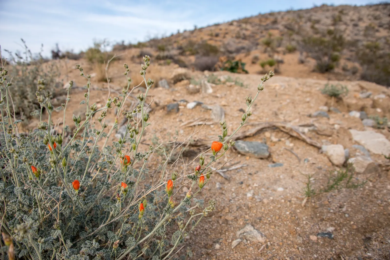 Apricot Mallow (Sphaeralcea Ambigua) — Space 2-3 ft apart to accommodate mature size; typically reaching heights of between 2 and 3 feet