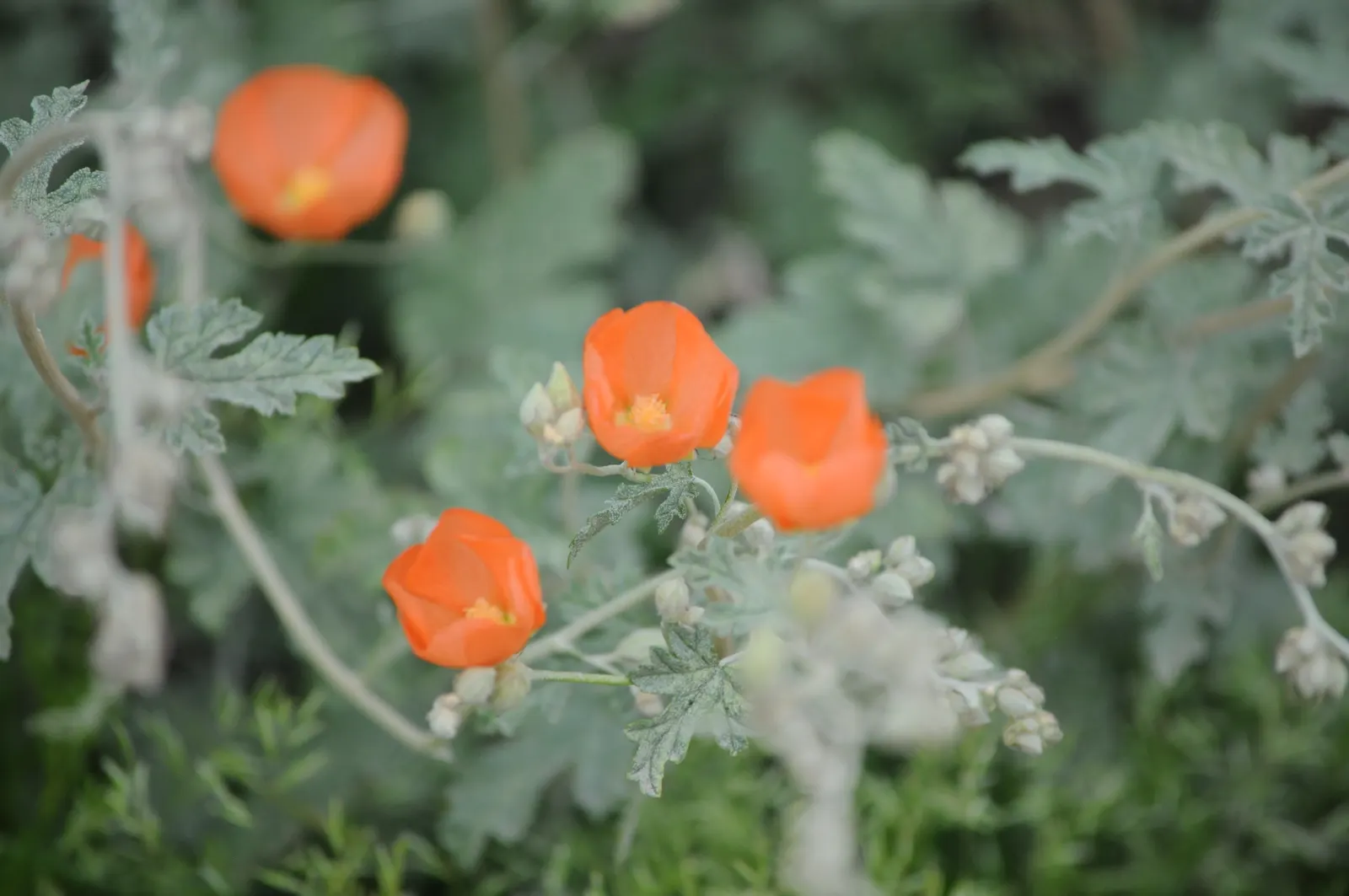 Apricot Mallow (Sphaeralcea Ambigua) — flourishing in arid zones with a height/width of 3 ft; drought-tolerant landscapes.<br><br>This resilient, image 83