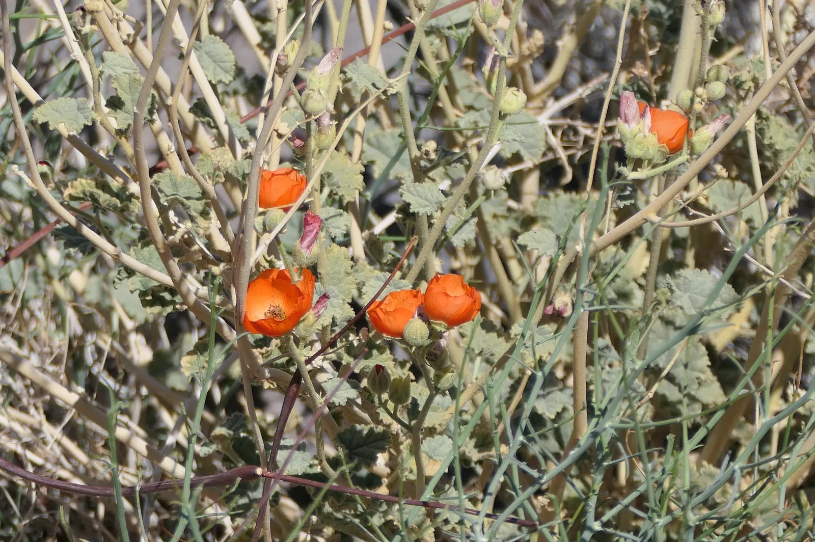 Apricot Mallow (Sphaeralcea Ambigua) — Its grey-green foliage is drought-tolerant and attracts pollinators, making it perfect for xeriscapes; orange flowers in