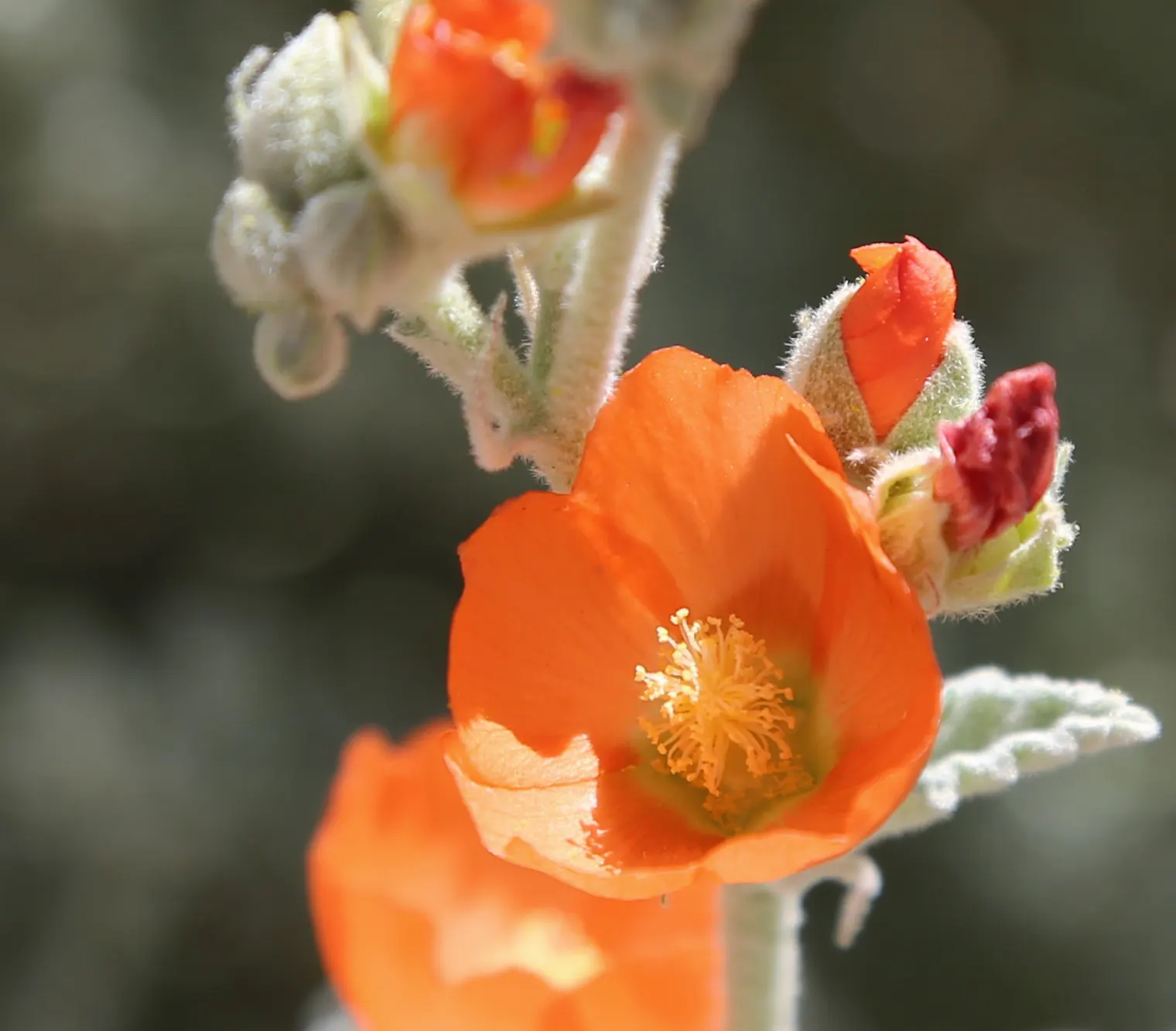 Apricot Mallow (Sphaeralcea Ambigua) — typically reaching heights of between 2 and 3 feet