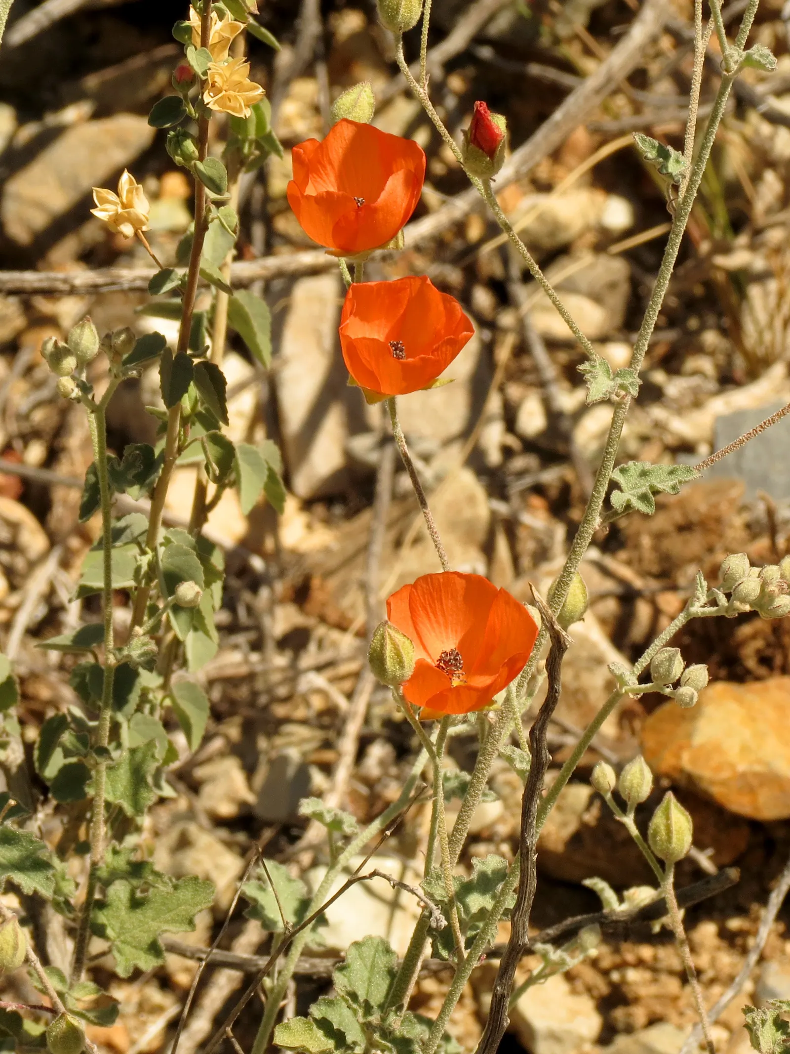 Apricot Mallow (Sphaeralcea Ambigua) — scientifically known as Sphaeralcea ambigua; consider its attraction to pollinators, image 61