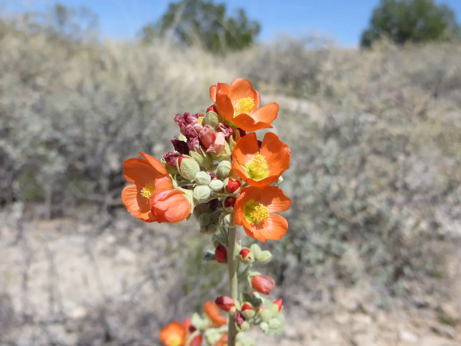 Apricot Mallow (Sphaeralcea Ambigua) — Displaying cup-shaped, apricot-orange blooms, this plant adds a warm palette from late winter to fall; it, image 84