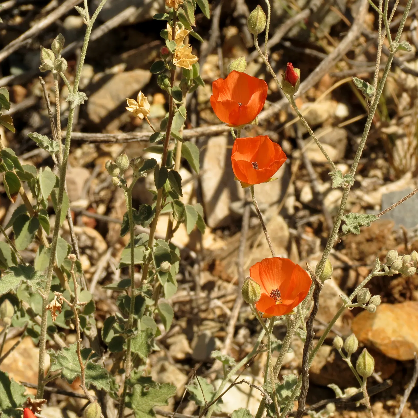 Apricot Mallow (Sphaeralcea Ambigua) — it boasts impressive drought tolerance; apricot Mallow (Sphaeralcea ambigua) is a perennial shrub