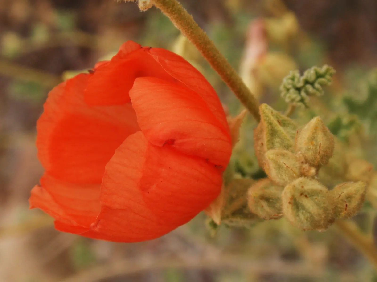 Apricot Mallow (Sphaeralcea Ambigua) — it boasts impressive drought tolerance; apricot Mallow (Sphaeralcea ambigua) is a perennial shrub, image 97