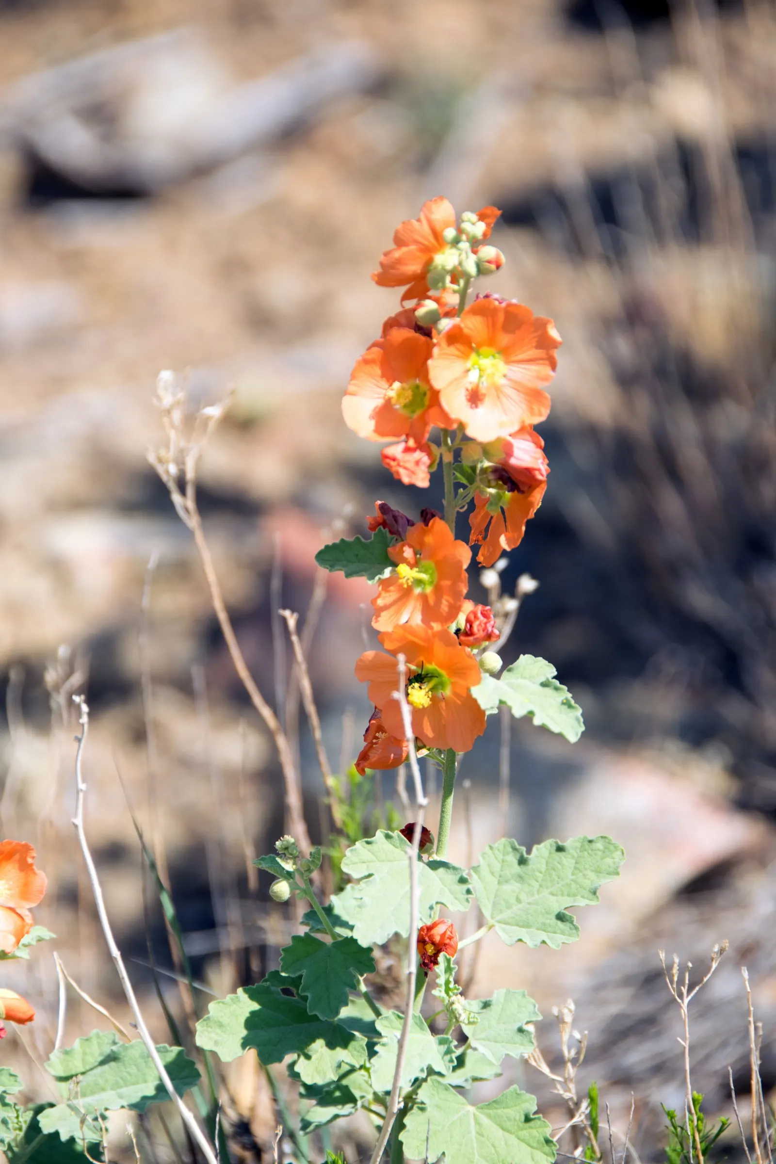 Apricot Mallow (Sphaeralcea Ambigua) — Space 2-3 ft apart to accommodate mature size; typically reaching heights of between 2 and 3 feet, image 60