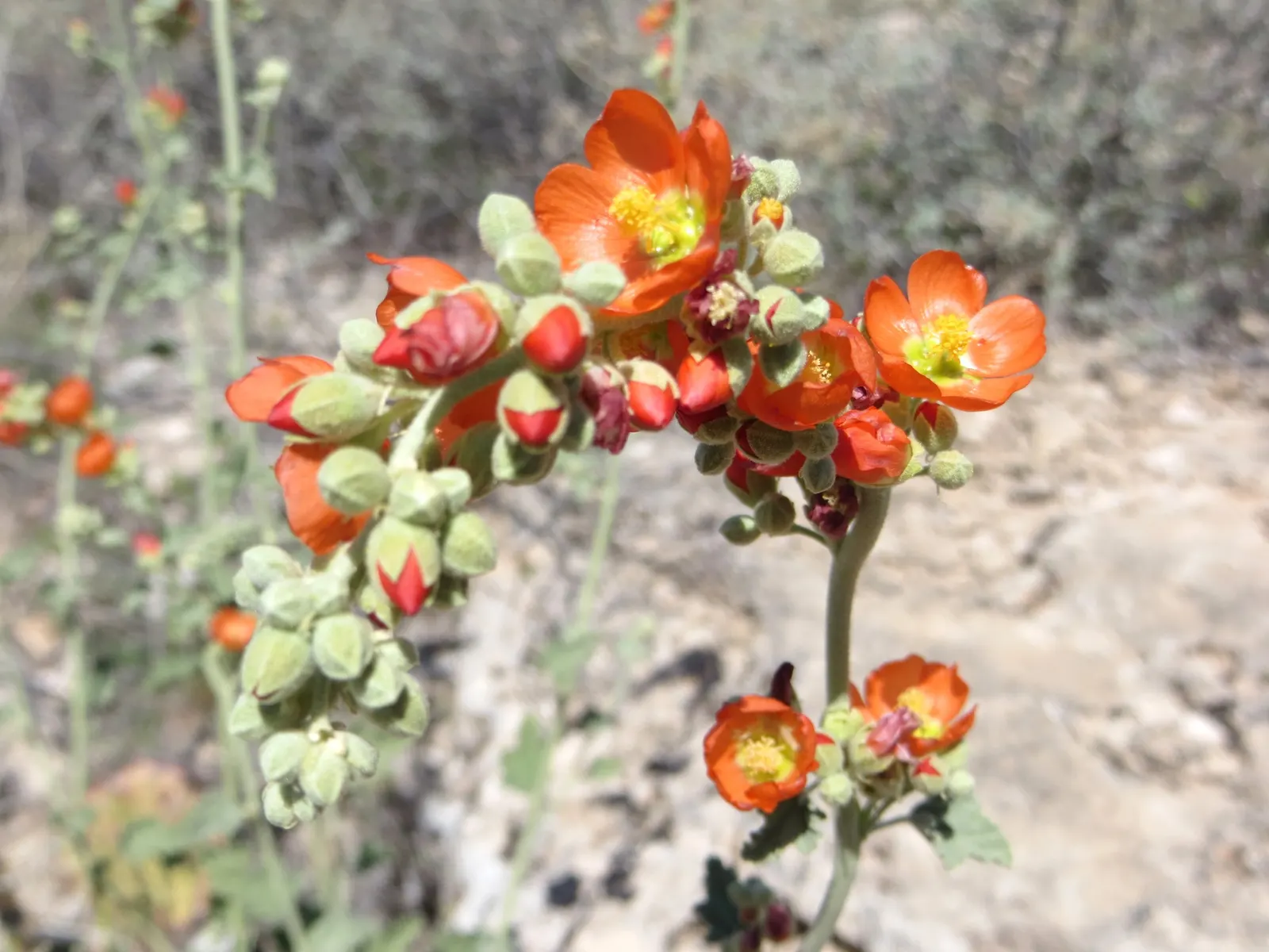Apricot Mallow (Sphaeralcea Ambigua) — it boasts impressive drought tolerance; apricot Mallow (Sphaeralcea ambigua) is a perennial shrub, image 70