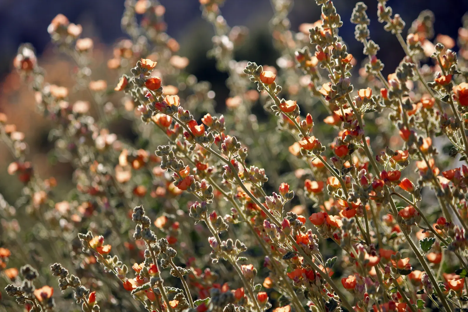 Apricot Mallow (Sphaeralcea Ambigua) — ensuring ongoing vibrancy in your garden's composition