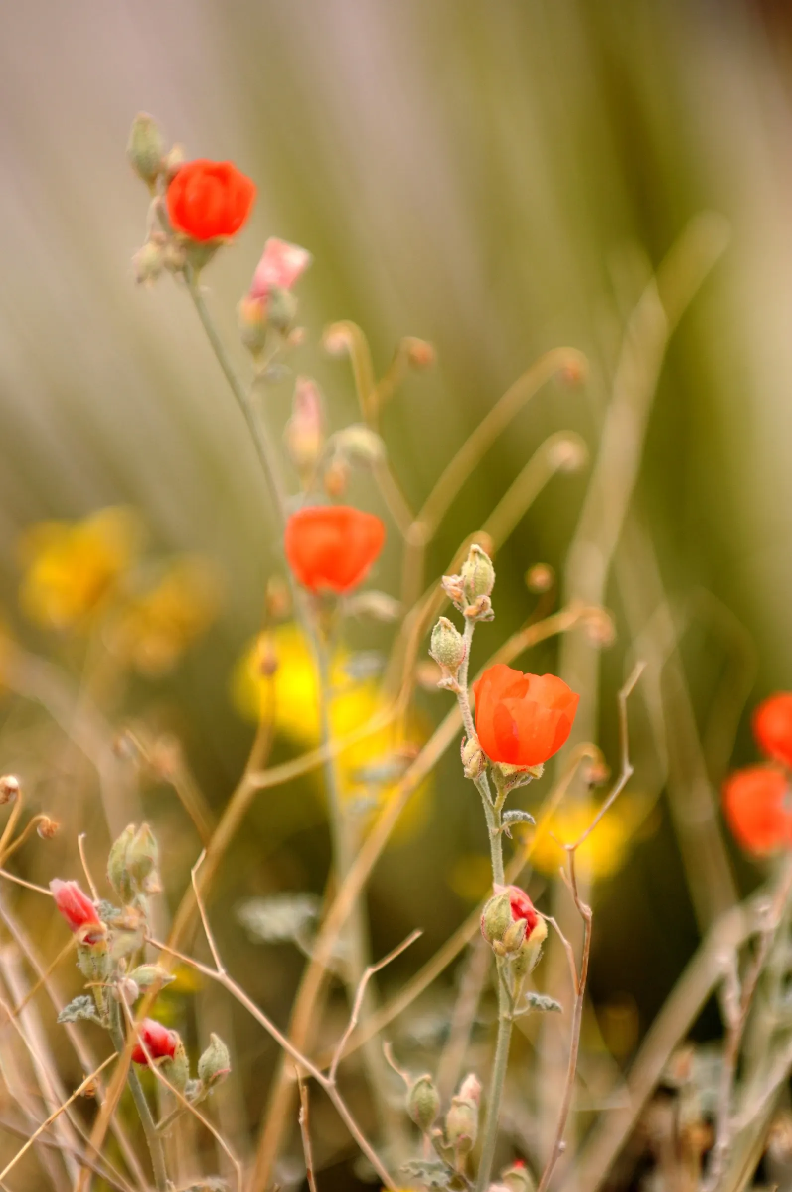 Apricot Mallow (Sphaeralcea Ambigua) — orange flowers in the garden; it flourishes under full sun exposure and is an excellent choice for adding a, image 79