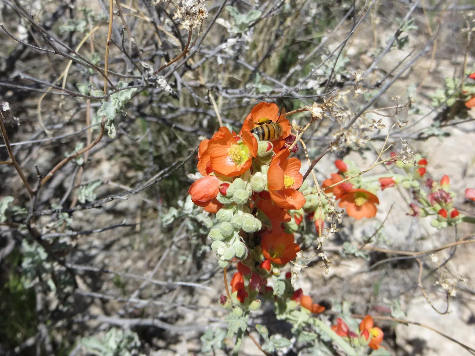 Apricot Mallow (Sphaeralcea Ambigua) — it boasts impressive drought tolerance