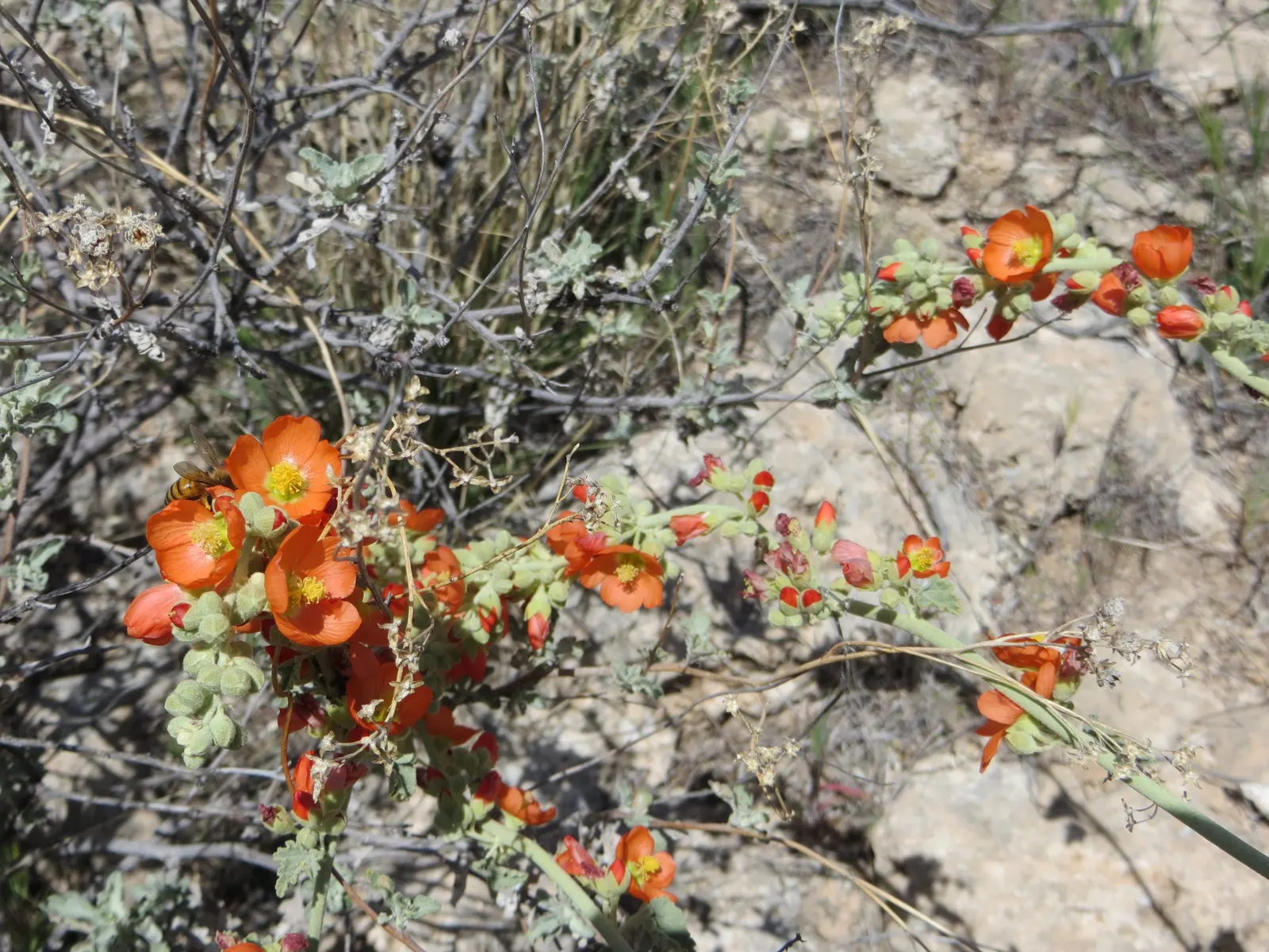 Apricot Mallow (Sphaeralcea Ambigua) — Displaying cup-shaped, apricot-orange blooms, this plant adds a warm palette from late winter to fall
