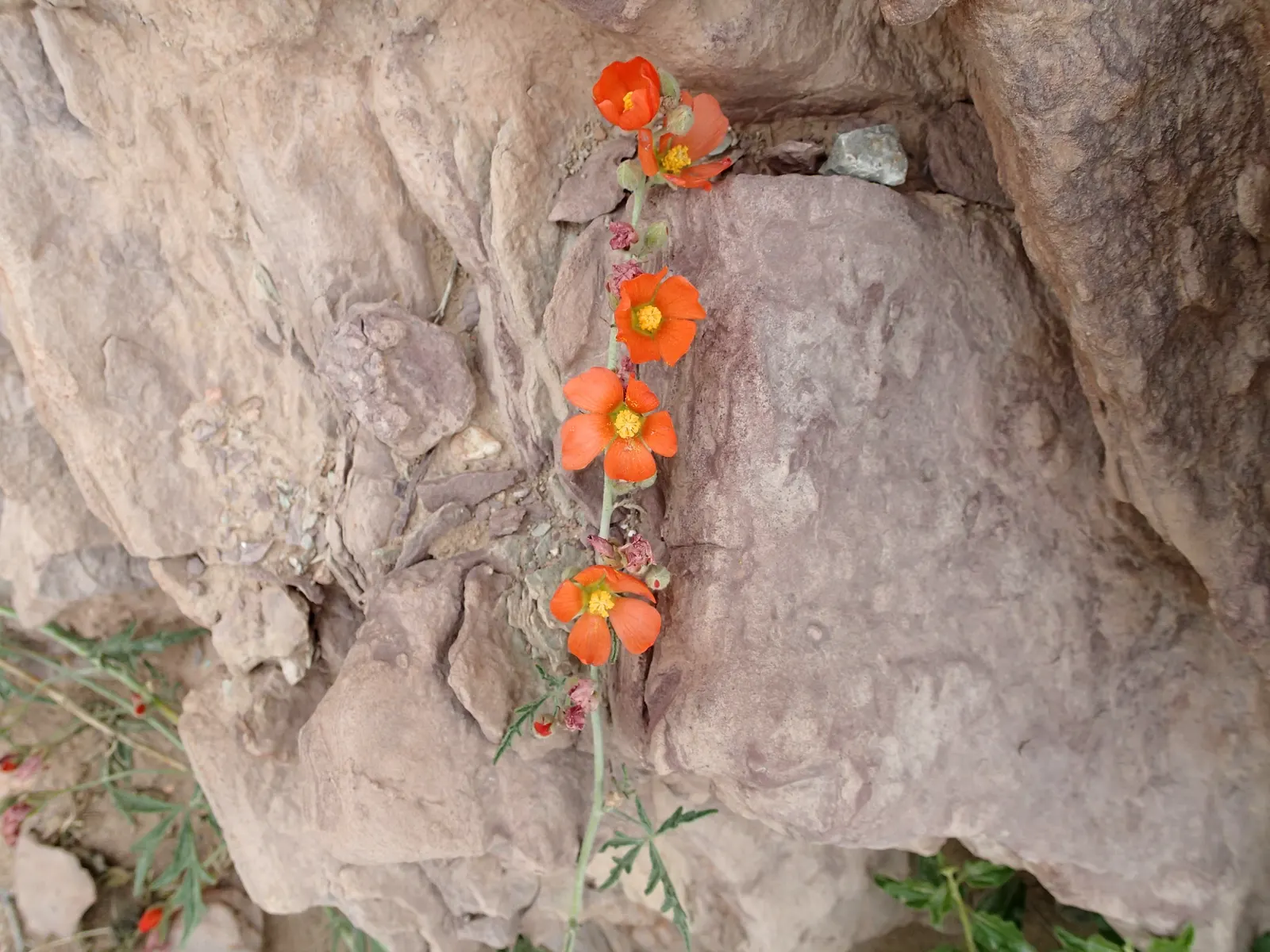 Apricot Mallow (Sphaeralcea Ambigua) — which enables it to fit snugly within mixed borders or serve as an eye-catching focal point, image 68