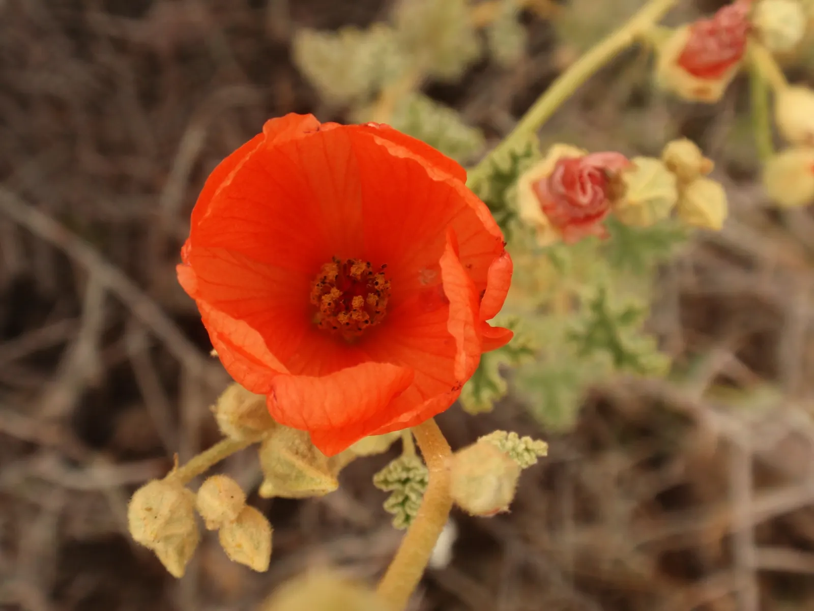 Apricot Mallow (Sphaeralcea Ambigua) — Apricot Mallow (Sphaeralcea ambigua) is a perennial shrub; its grey-green foliage is drought-tolerant and, image 109