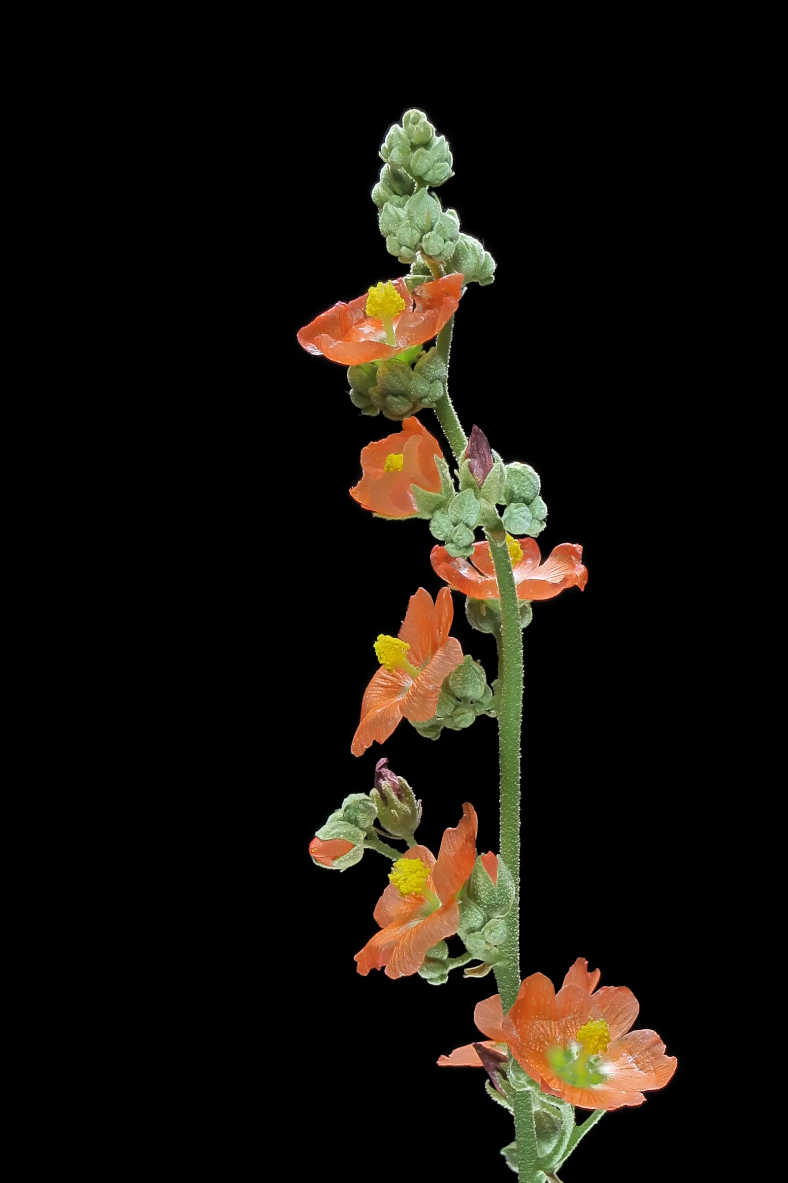 Apricot Mallow (Sphaeralcea Ambigua) — offering a prolonged display of allure.<br><br>Cultivation of Sphaeralcea ambigua requires well-drained soil; thereby