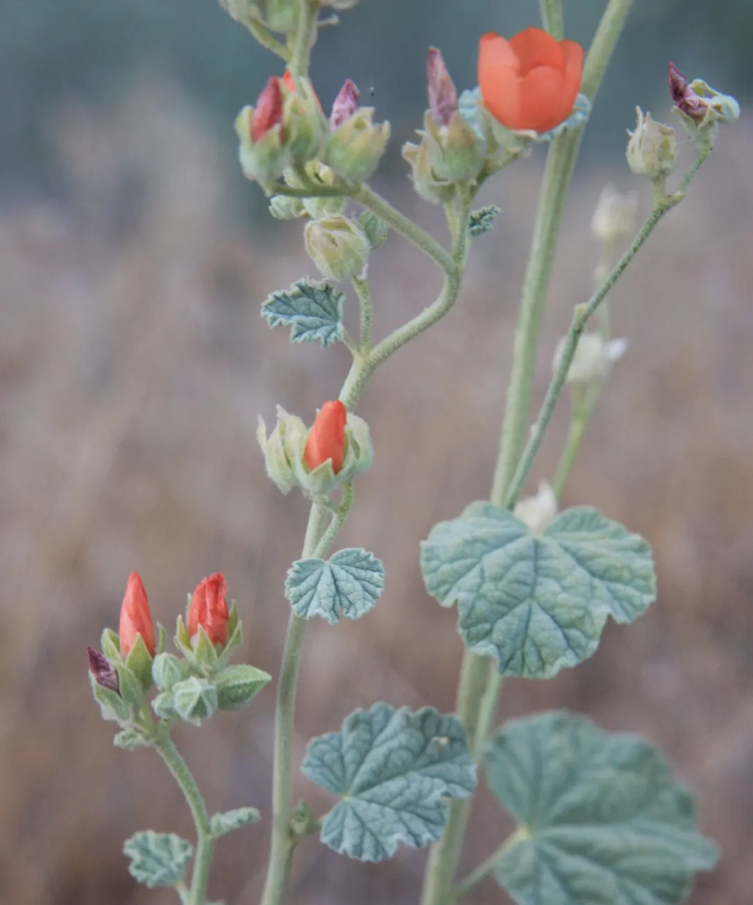 Apricot Mallow (Sphaeralcea Ambigua) — with a similar spread of 2 to 3 feet; scientifically known as Sphaeralcea ambigua, image 67