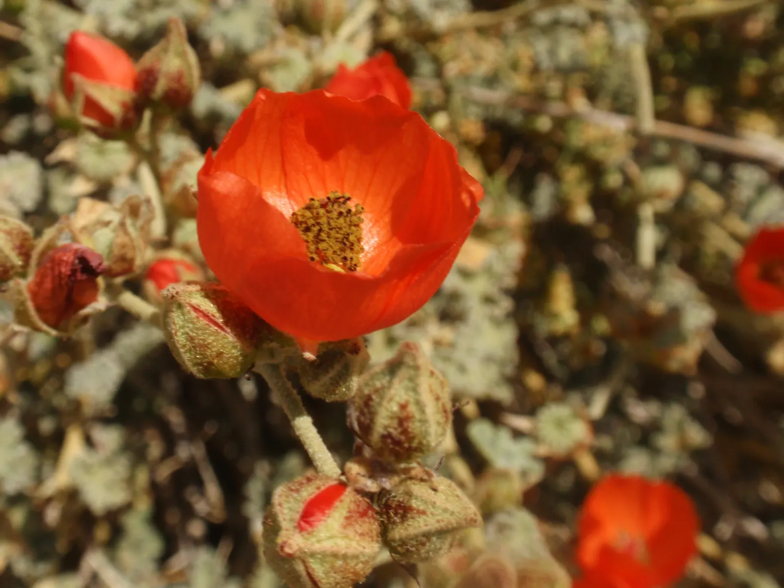 Apricot Mallow (Sphaeralcea Ambigua) — Displaying cup-shaped, apricot-orange blooms, this plant adds a warm palette from late winter to fall; it, image 111