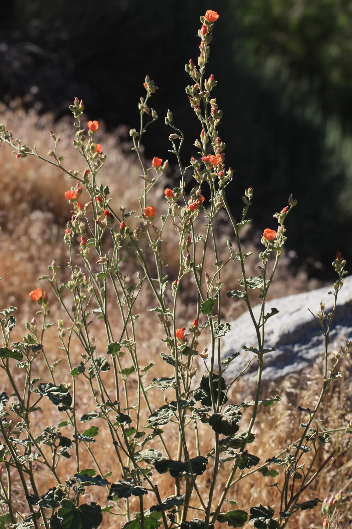 Apricot Mallow (Sphaeralcea Ambigua) — orange flowers in the garden; it flourishes under full sun exposure and is an excellent choice for adding a, image 106
