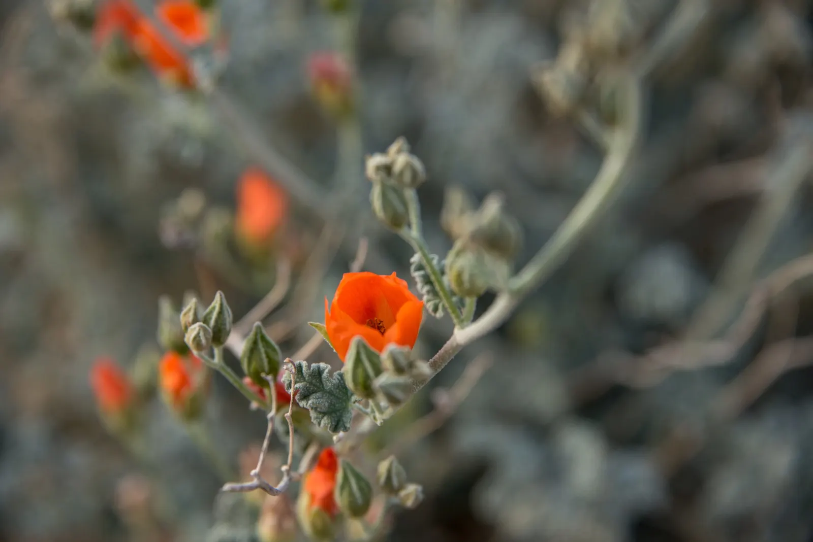 Apricot Mallow (Sphaeralcea Ambigua) — shrub with orange blooms; making it a low-maintenance option for gardeners contending with water restrictions