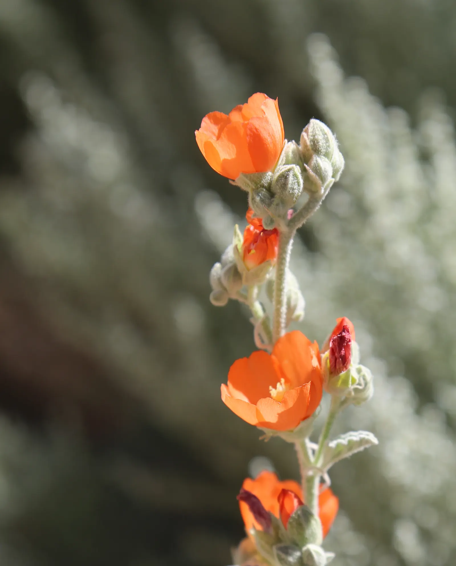 Apricot Mallow (Sphaeralcea Ambigua) — it thrives in USDA Hardiness Zones 6 through 10