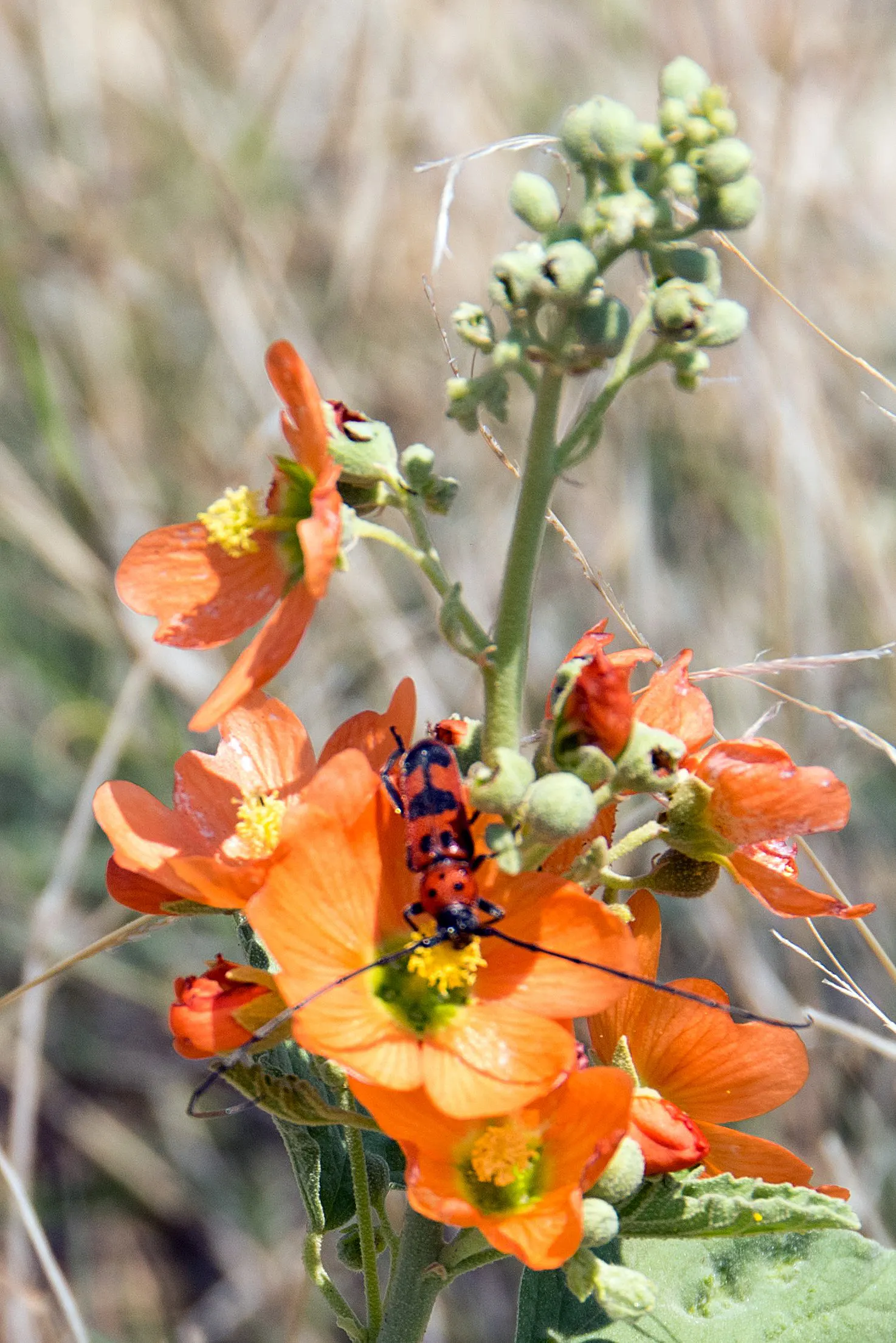 Apricot Mallow (Sphaeralcea Ambigua) — ensuring ongoing vibrancy in your garden's composition; displaying cup-shaped, apricot-orange blooms, this, image 78