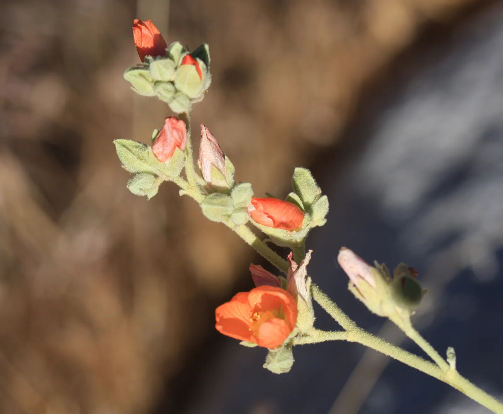 Apricot Mallow (Sphaeralcea Ambigua) — Revered for its vibrant apricot-orange blooms; space 2-3 ft apart to accommodate mature size, image 117