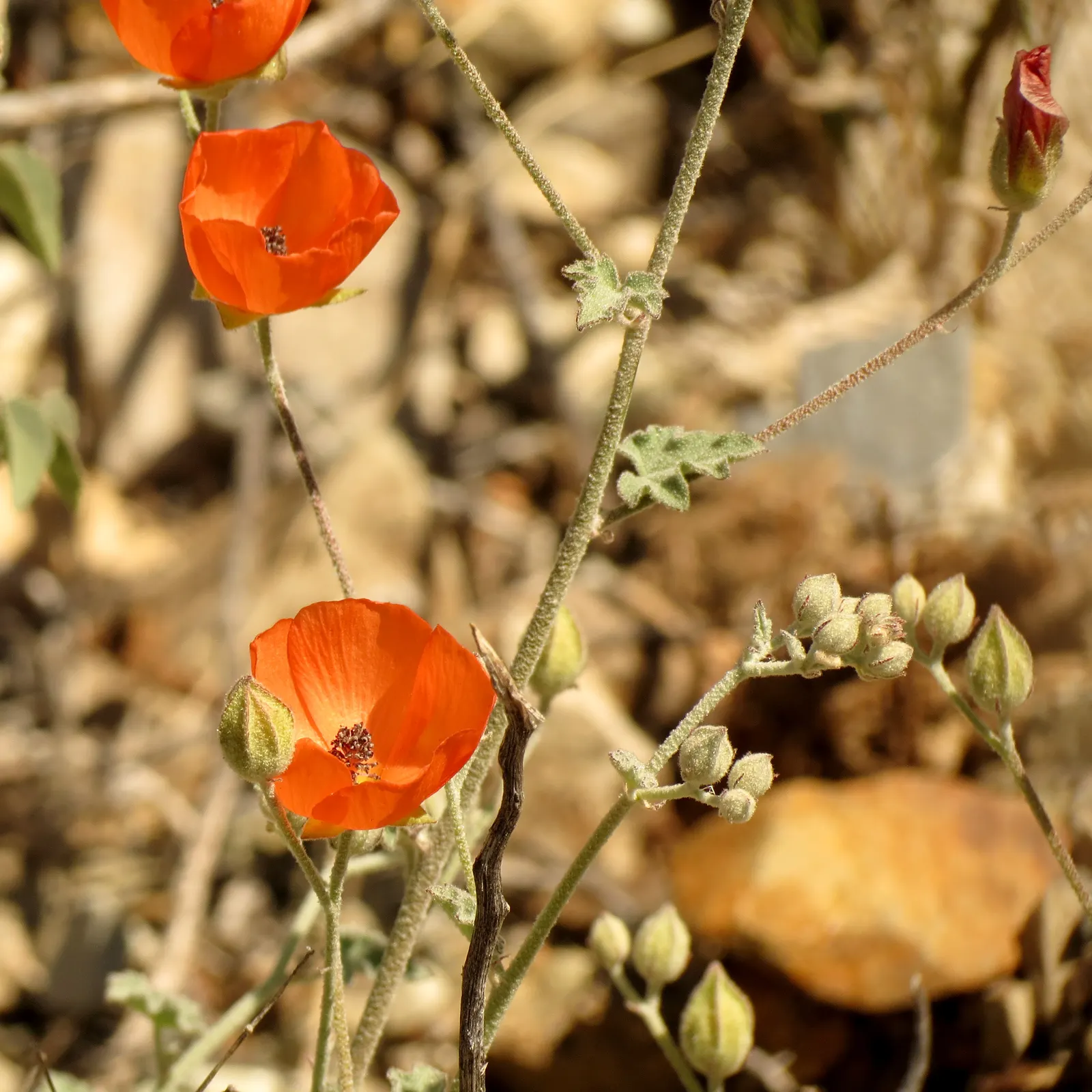 Apricot Mallow (Sphaeralcea Ambigua) — scientifically known as Sphaeralcea ambigua; consider its attraction to pollinators