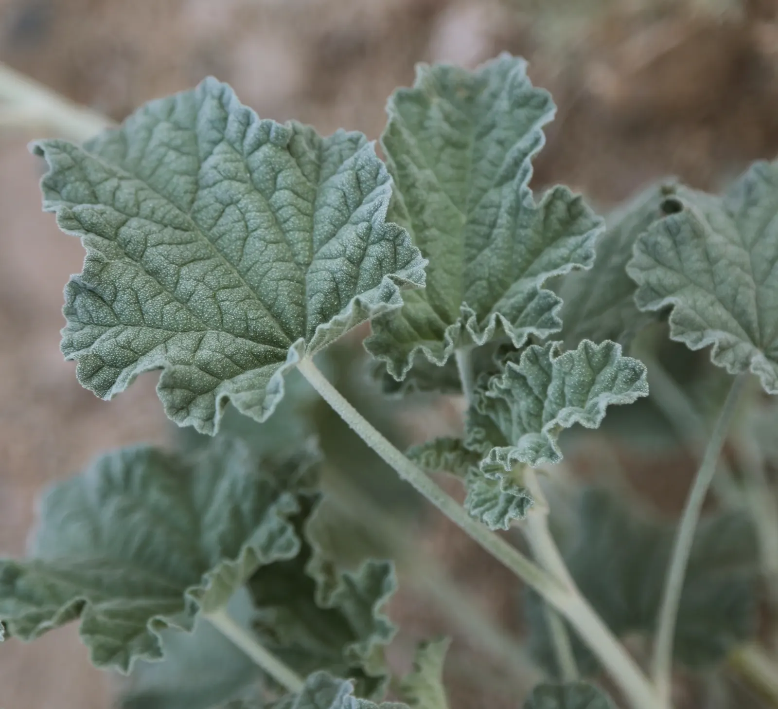Apricot Mallow (Sphaeralcea Ambigua) — shrub with orange blooms