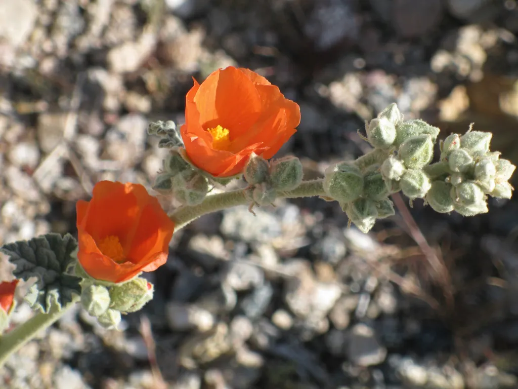 Apricot Mallow (Sphaeralcea Ambigua) — is an enchanting perennial native to the desert and chaparral regions of the Southwestern United States, image 62