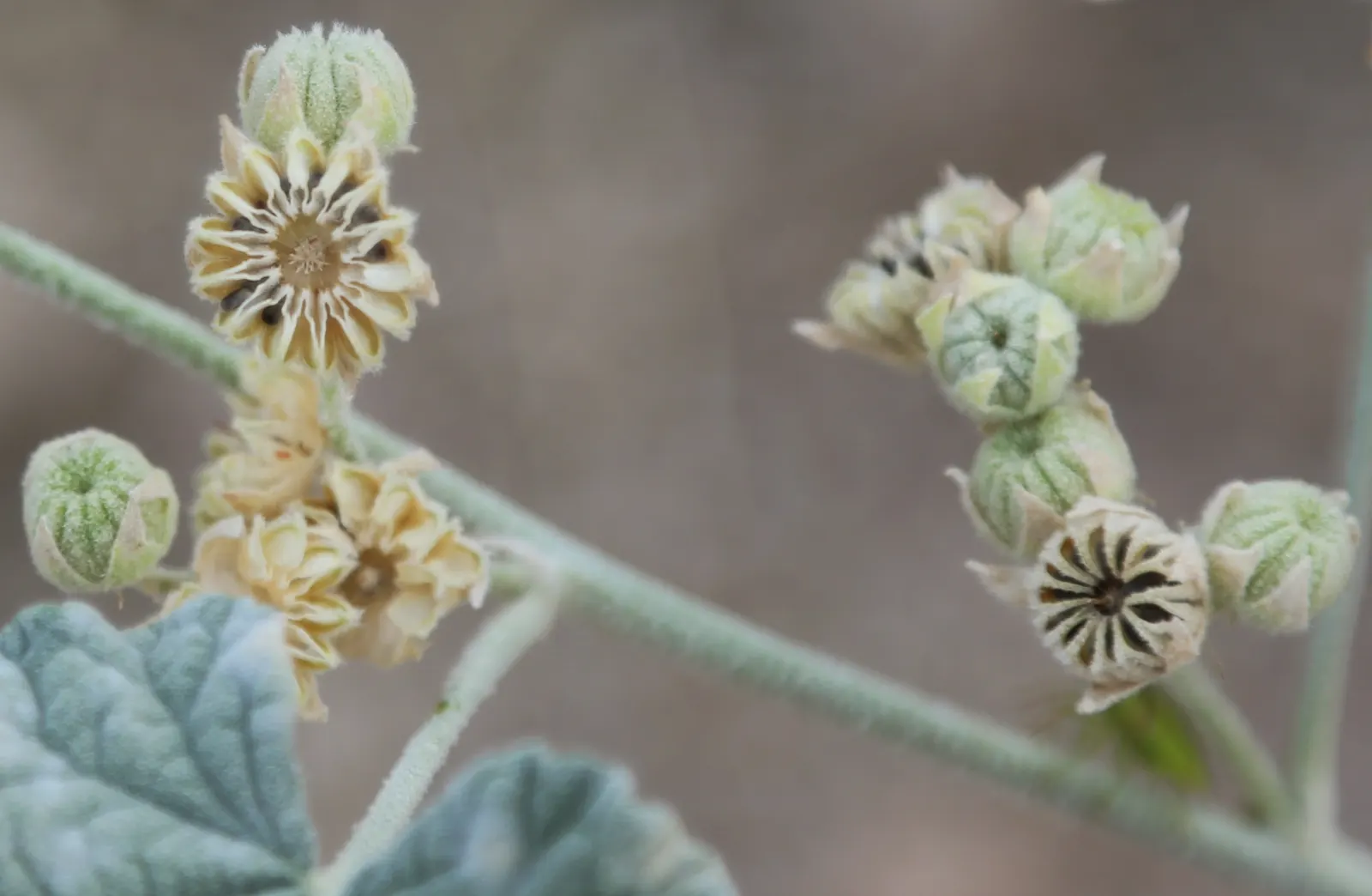 Apricot Mallow (Sphaeralcea Ambigua) — As the plant matures and spreads; it boasts impressive drought tolerance, image 76
