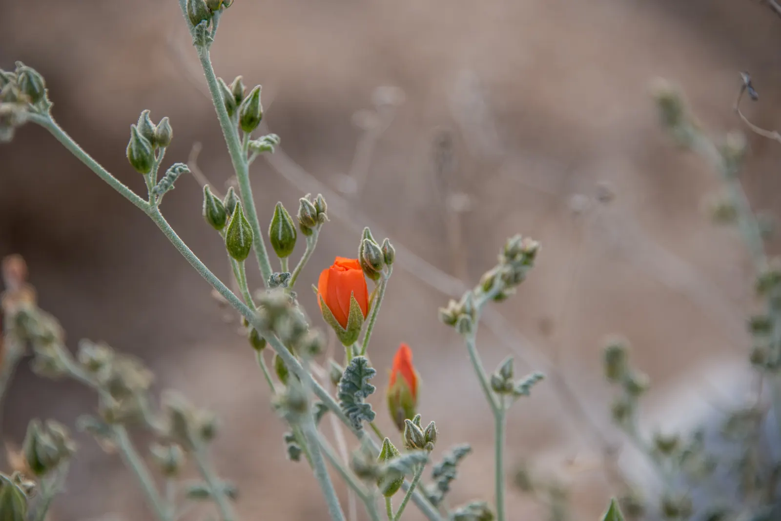 Apricot Mallow (Sphaeralcea Ambigua) — which enables it to fit snugly within mixed borders or serve as an eye-catching focal point, image 41