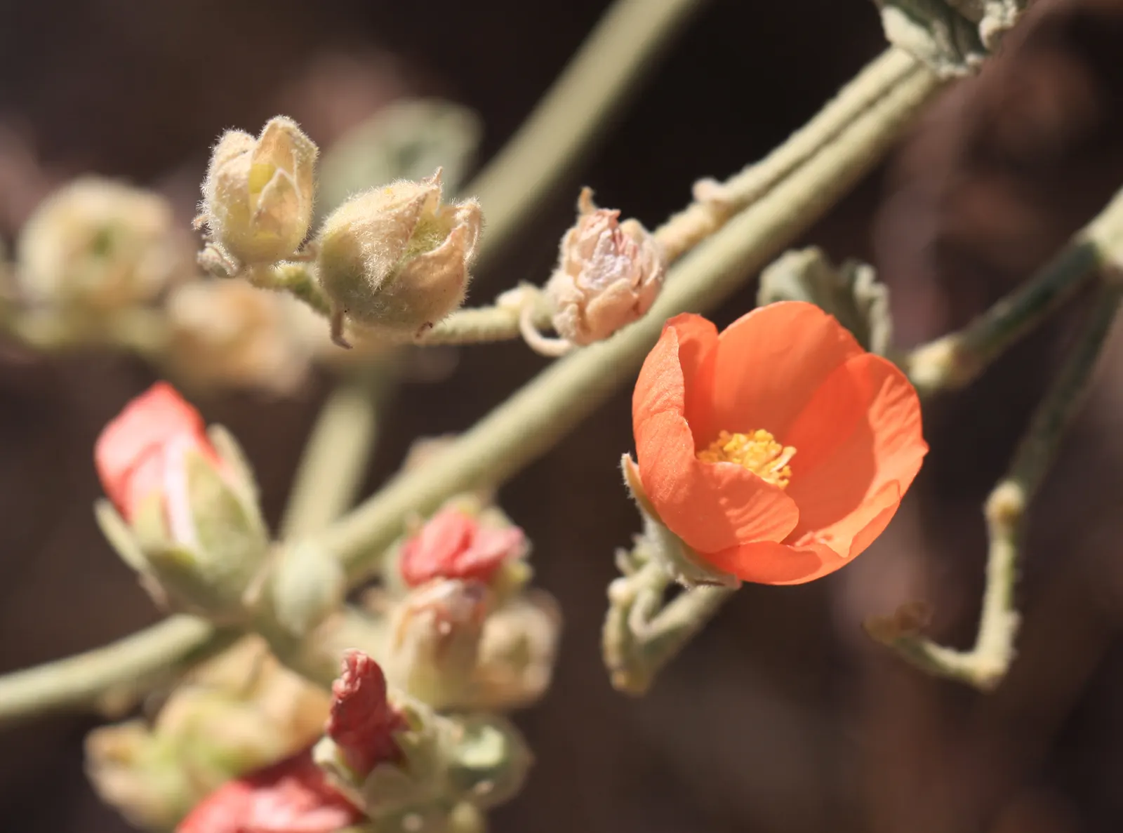Apricot Mallow (Sphaeralcea Ambigua) — Requires well-draining soil and full sun exposure
