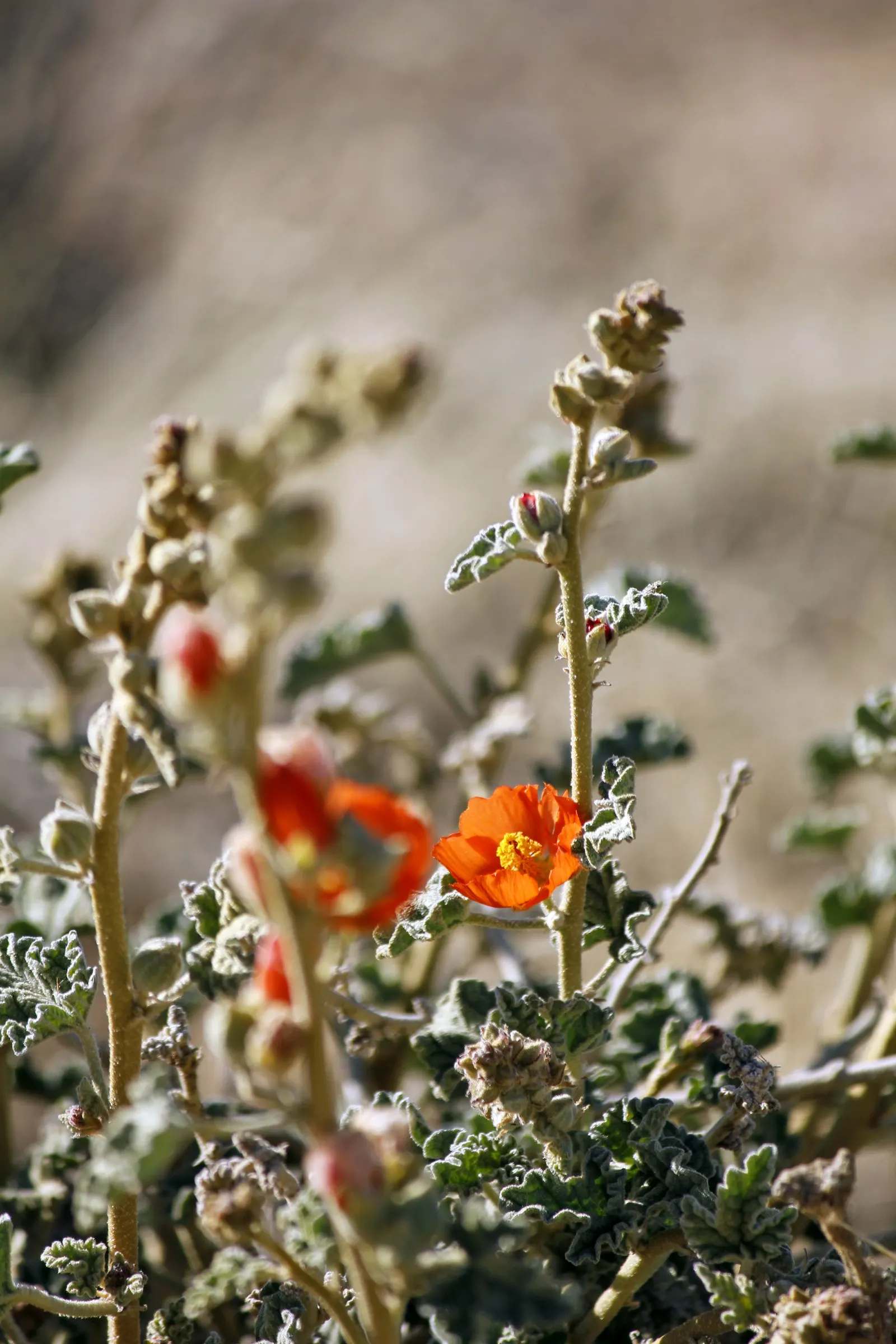 Apricot Mallow (Sphaeralcea Ambigua) — consider its attraction to pollinators; as the plant matures and spreads, image 100