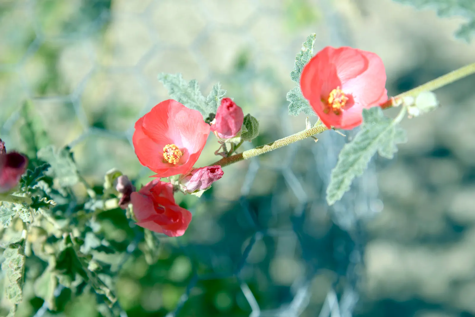 Apricot Mallow (Sphaeralcea Ambigua) — orange flowers in the garden; it flourishes under full sun exposure and is an excellent choice for adding a splash of