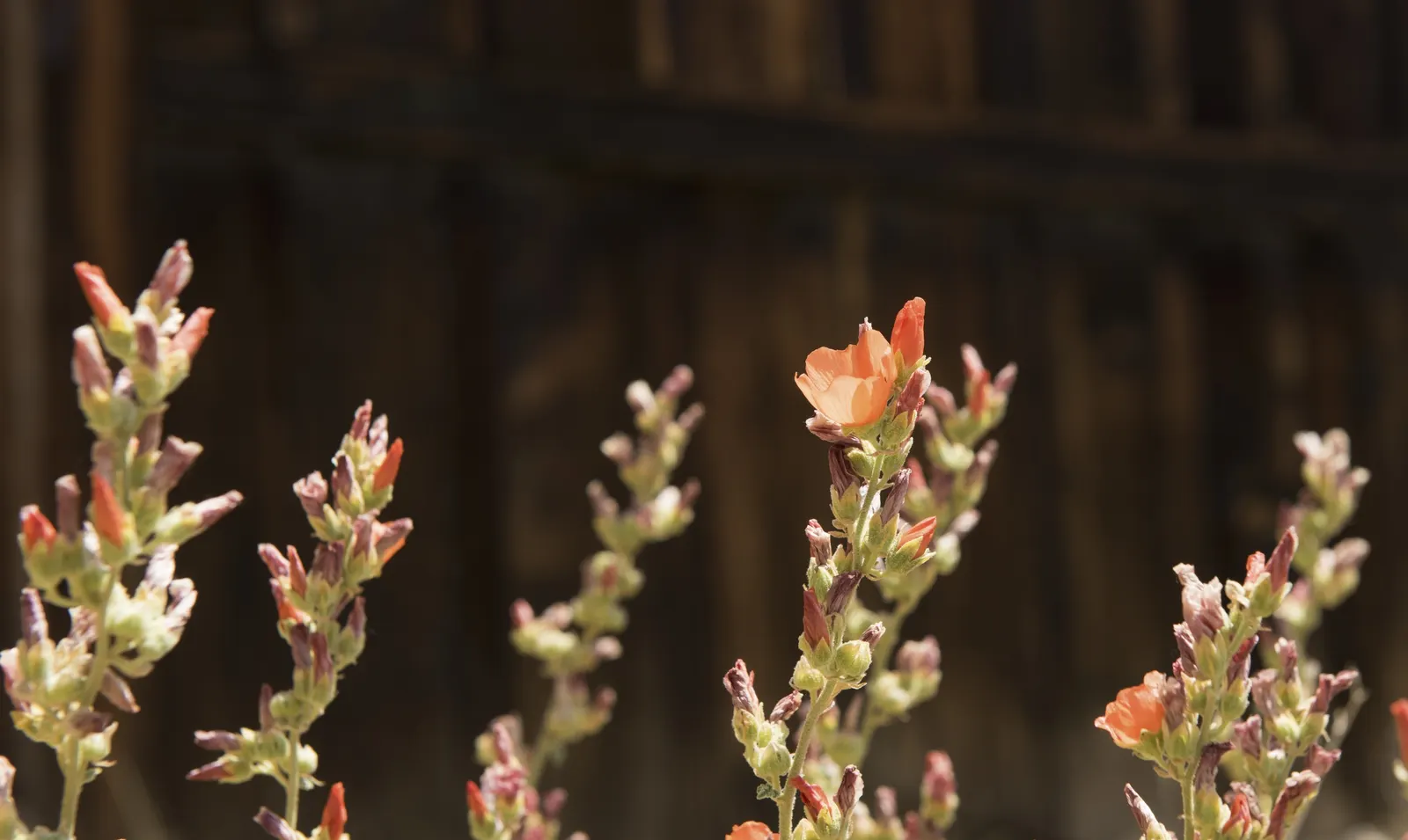 Apricot Mallow (Sphaeralcea Ambigua) — The blooms are a veritable magnet for bees