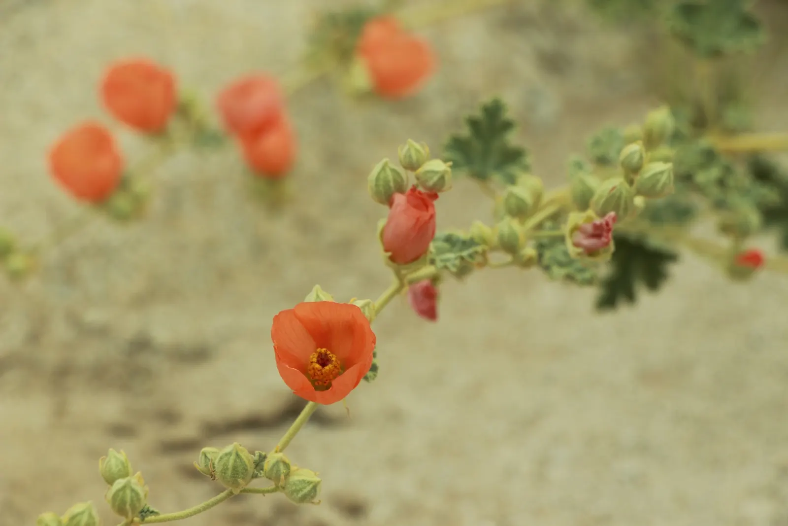 Apricot Mallow (Sphaeralcea Ambigua) — offering a prolonged display of allure.<br><br>Cultivation of Sphaeralcea ambigua requires well-drained, image 69