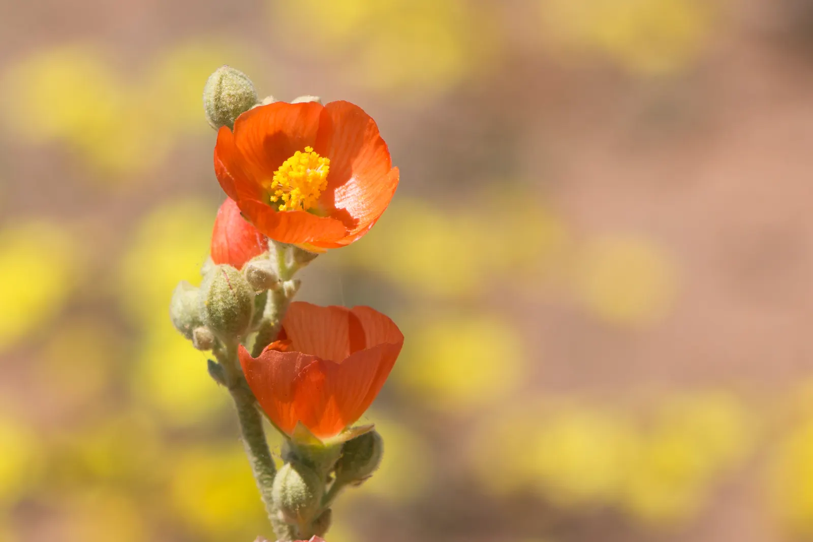 Apricot Mallow (Sphaeralcea Ambigua) — is an enchanting perennial native to the desert and chaparral regions of the Southwestern United States, image 116