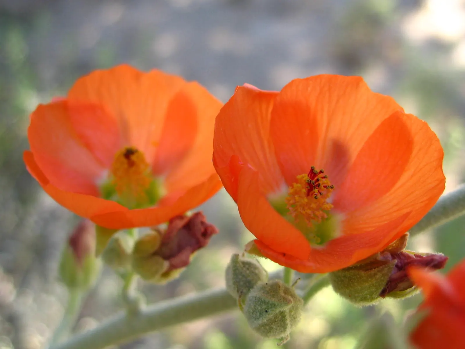 Apricot Mallow (Sphaeralcea Ambigua) — Its grey-green foliage is drought-tolerant and attracts pollinators, making it perfect for xeriscapes, image 85