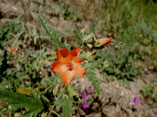 Apricot Mallow (Sphaeralcea Ambigua) — The blooms are a veritable magnet for bees; flourishing in arid zones with a height/width of 3 ft, image 101