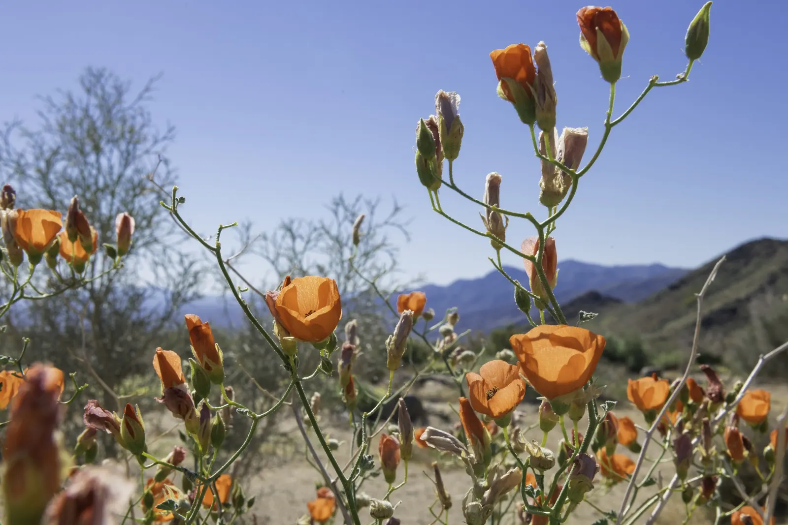 Apricot Mallow (Sphaeralcea Ambigua) — consider its attraction to pollinators; as the plant matures and spreads