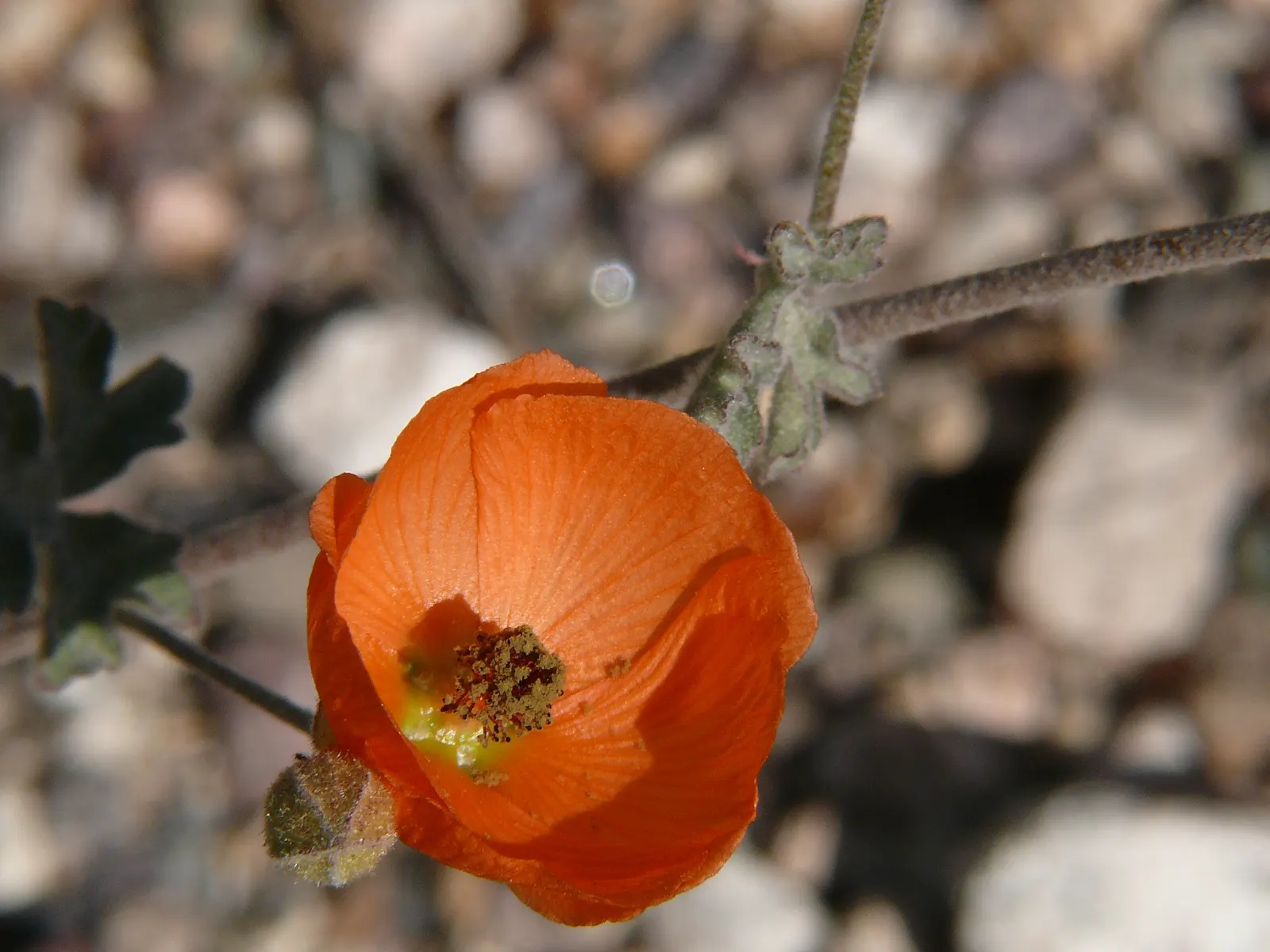 Apricot Mallow (Sphaeralcea Ambigua) — it flourishes under full sun exposure and is an excellent choice for adding a splash of color to arid; with, image 91