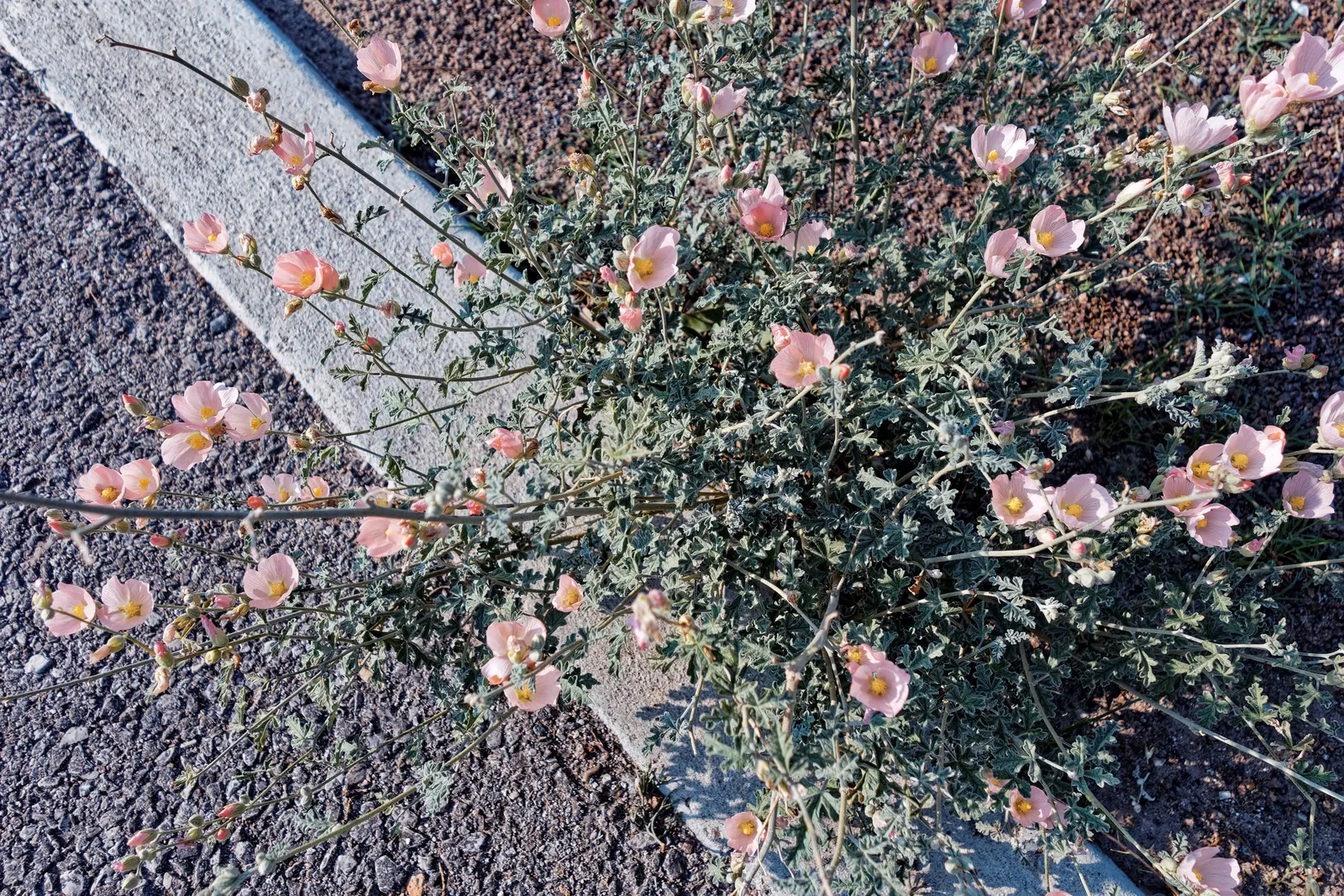 Apricot Mallow (Sphaeralcea Ambigua) — scientifically known as Sphaeralcea ambigua; consider its attraction to pollinators, image 115