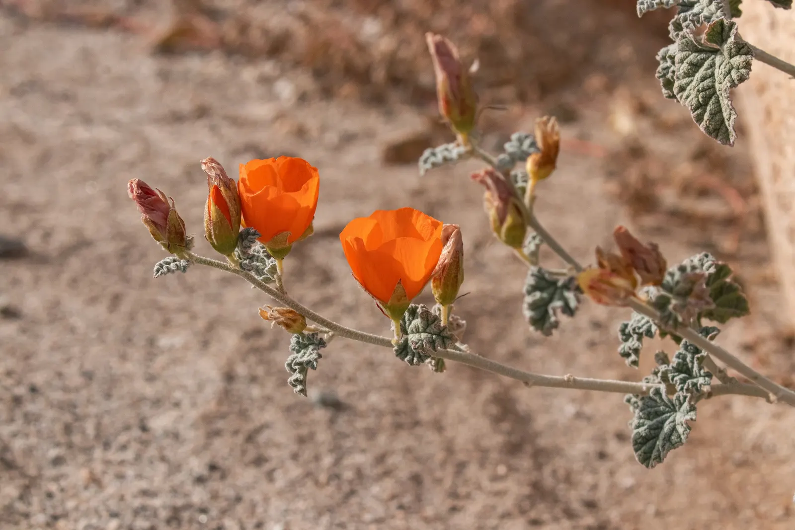 Apricot Mallow (Sphaeralcea Ambigua) — is an enchanting perennial native to the desert and chaparral regions of the Southwestern United States