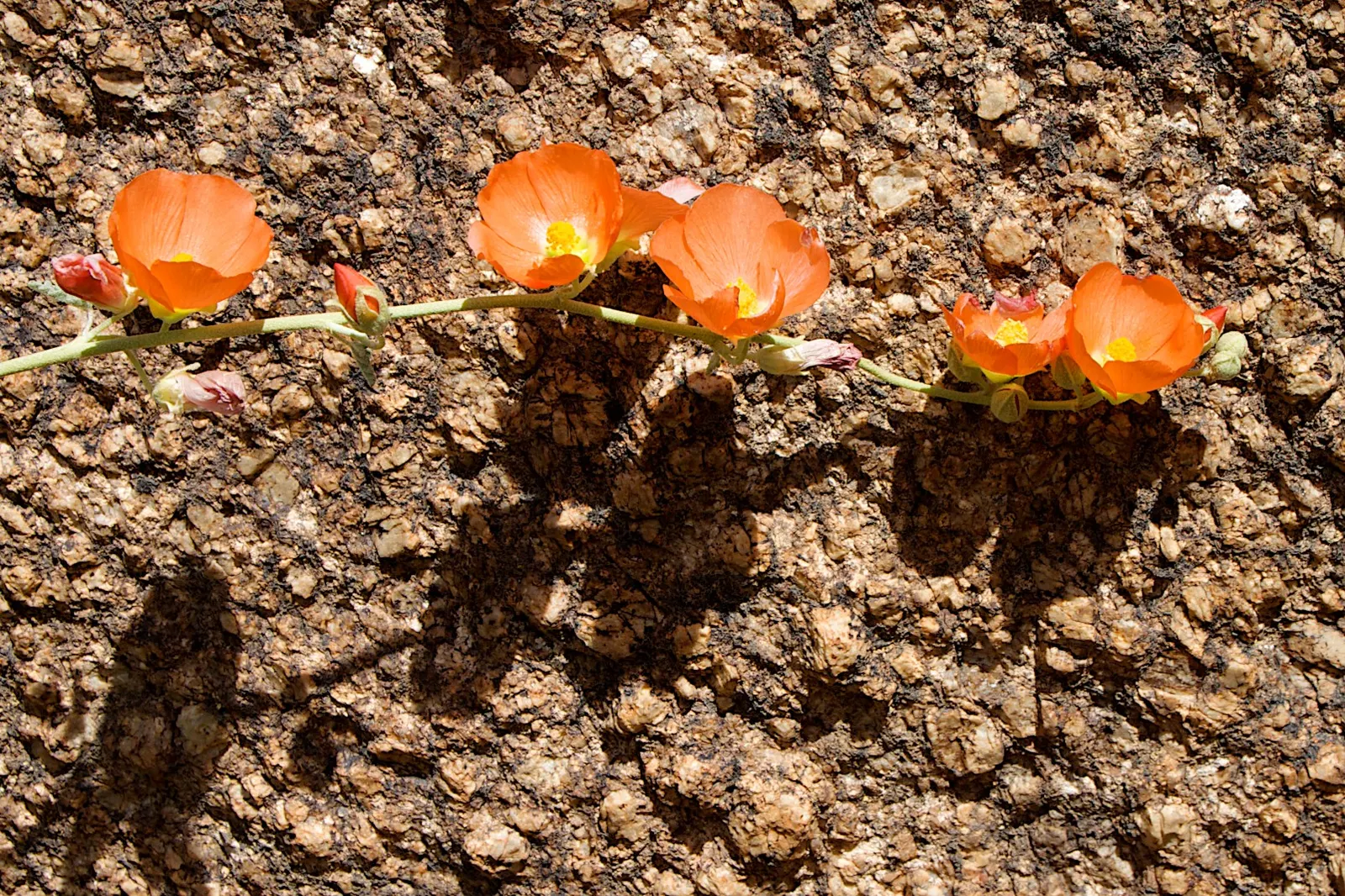 Apricot Mallow (Sphaeralcea Ambigua) — flourishing in arid zones with a height/width of 3 ft; drought-tolerant landscapes.<br><br>This resilient, image 110