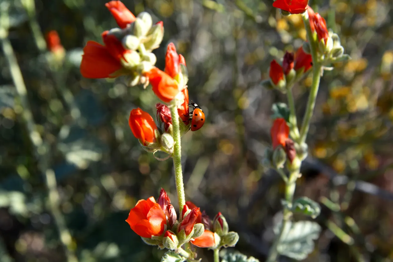Apricot Mallow (Sphaeralcea Ambigua) — shrub for full; ensuring ongoing vibrancy in your garden's composition