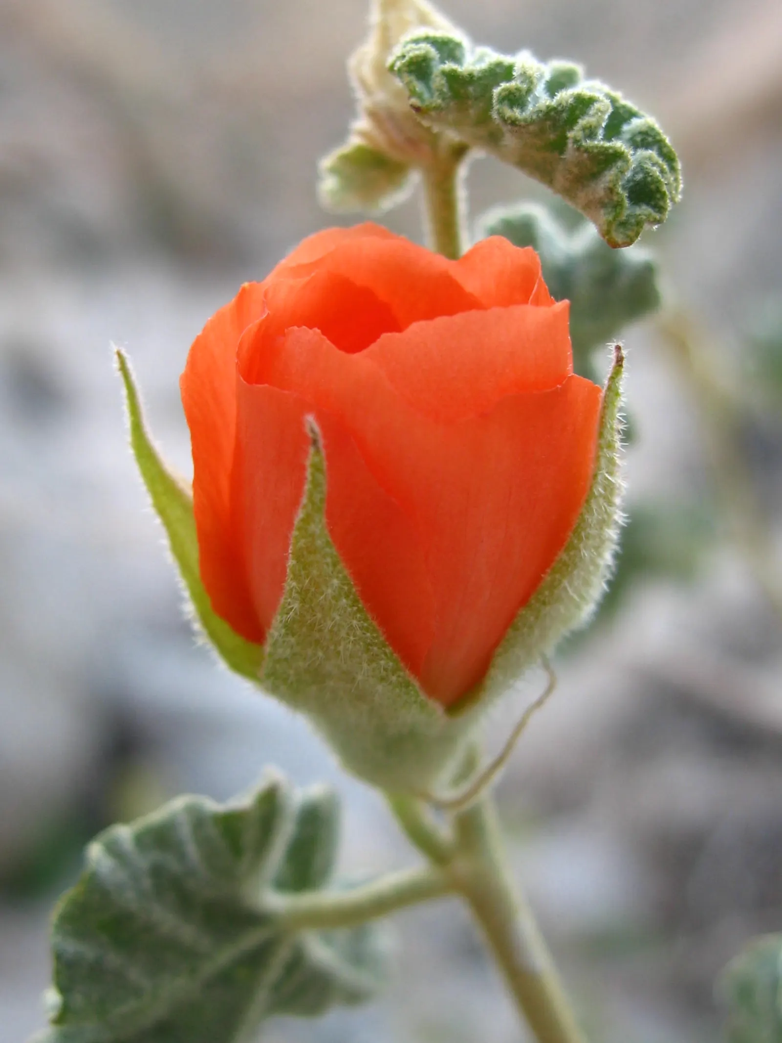 Apricot Mallow (Sphaeralcea Ambigua) — it can be propagated through division, image 77