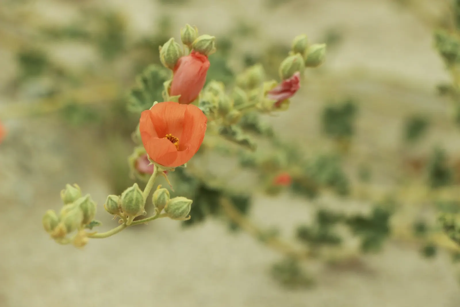 Apricot Mallow (Sphaeralcea Ambigua) — Apricot Mallow (Sphaeralcea ambigua) is a perennial shrub