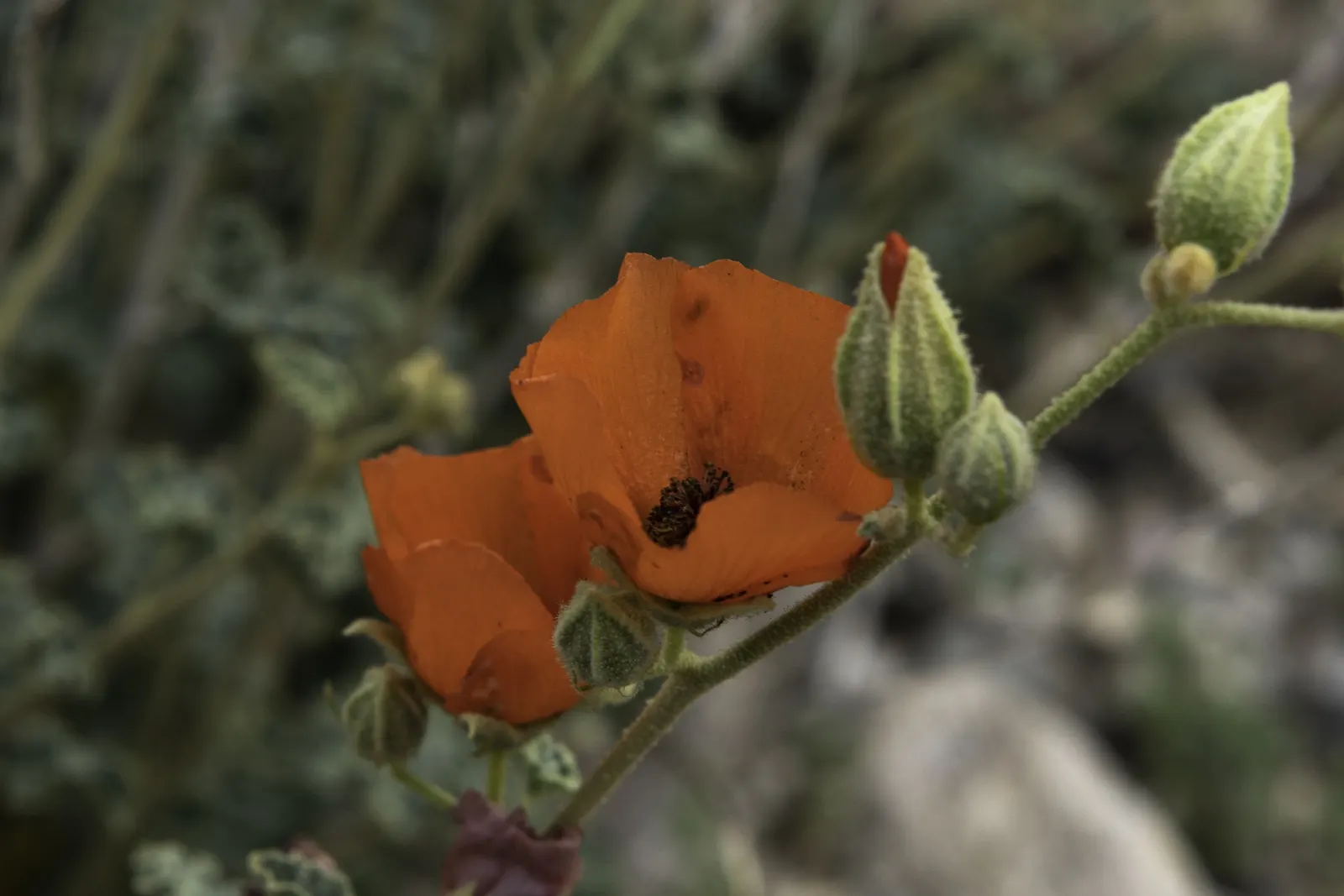 Apricot Mallow (Sphaeralcea Ambigua) — thereby injecting life and movement into the garden while fostering local biodiversity